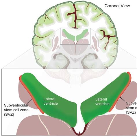 Subventricular zone 